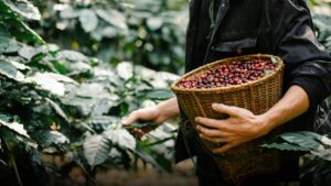 Peruvian Coffee Exploring the Country's Specialty Beans and Cafés